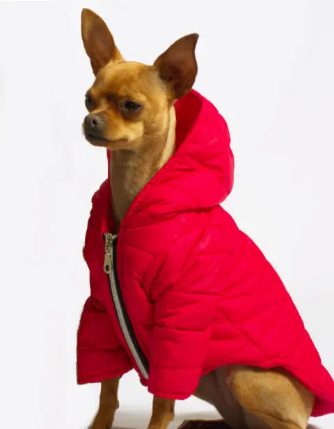 chaqueta-thermik-lissypet.webp